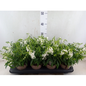 Angelonia  'Serena White'