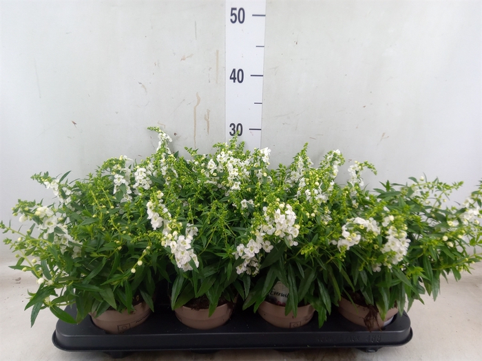 <h4>Angelonia  'Serena White'</h4>