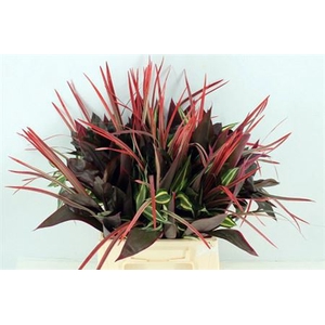 Dracena Small Mix 42cm