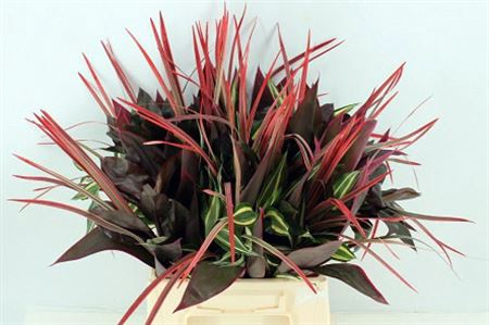 <h4>Dracena Small Mix 42cm</h4>