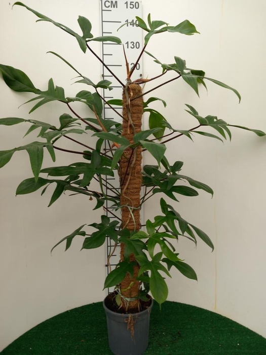 <h4>PHIL GREEN BEAUTY</h4>