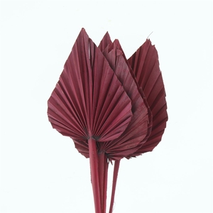 Dried Palm Spear Bordeaux