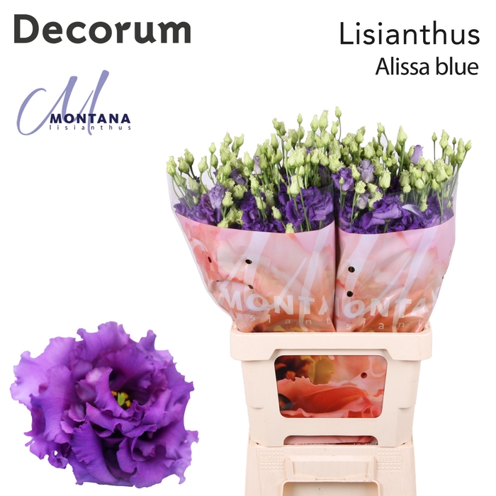 <h4>Lisianthus Alissa blue 70cm</h4>
