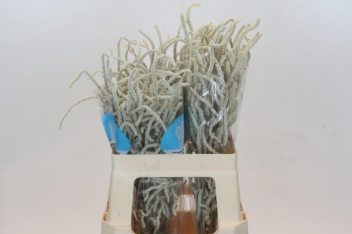 <h4>Amaranthus Yearming Desert</h4>