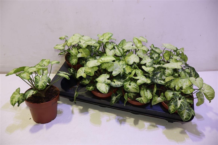 <h4>arr8 Syng Pixie</h4>