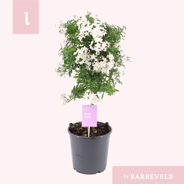 <h4>Solanum Jasminoides stam</h4>