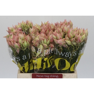Blushing Bride Ayoba Satin Star