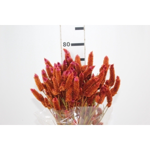 CELOSIA RABO DE GATO TINGIDO 070 CM LARANJA