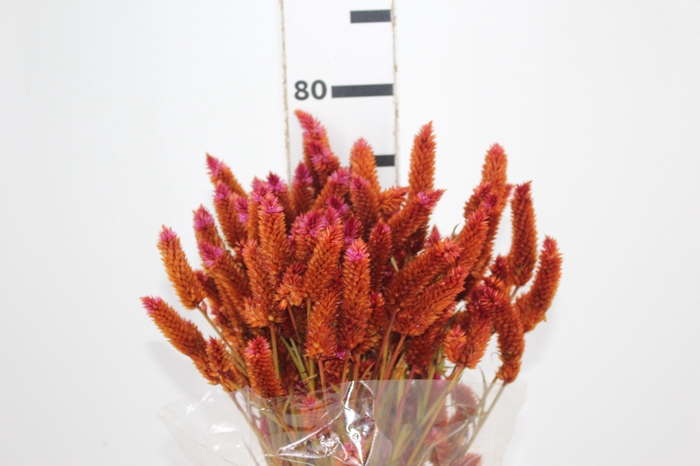 <h4>CELOSIA RABO DE GATO TINGIDO 070 CM LARANJA</h4>
