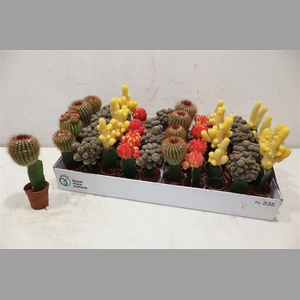 Cactus Gem
