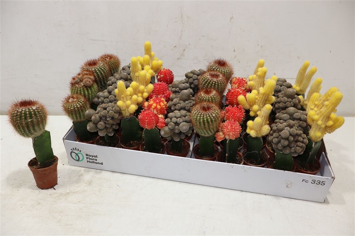 <h4>Cactus Gem</h4>