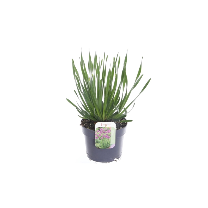<h4>Allium millenium</h4>