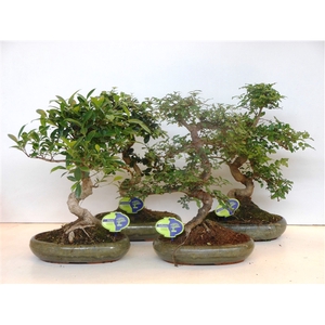 Bonsai mix, indoor, 29cm., shape, without drip tray