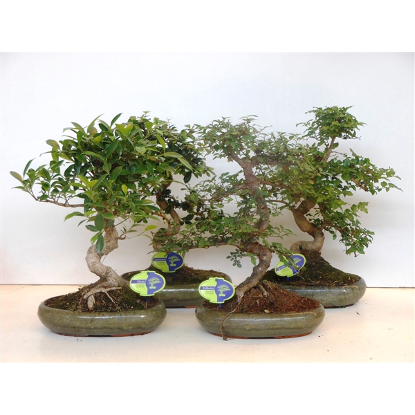 <h4>Bonsai mix, indoor, 29cm., shape, without drip tray</h4>