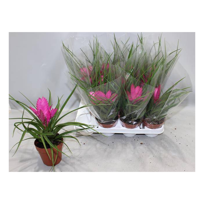 <h4>Tillandsia cyanea Jose 10,5Ø 25cm</h4>