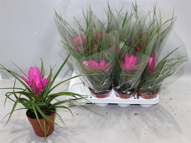 Tillandsia cyanea Jose 10,5Ø 25cm