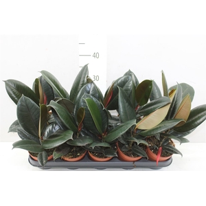 Ficus Abidjan