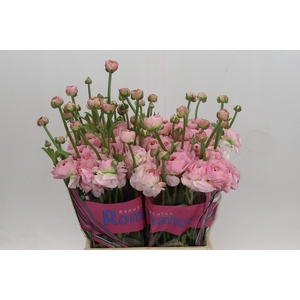 Ranunculus Romance Seine
