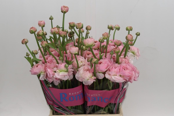 <h4>Ranunculus Romance Seine</h4>