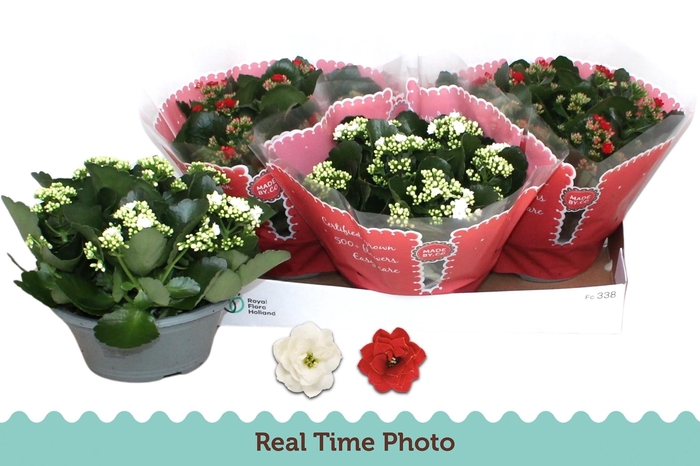 <h4>KAL GE GEM 2 KL</h4>