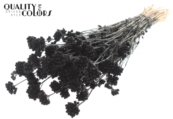 <h4>Lona per bunch Black</h4>