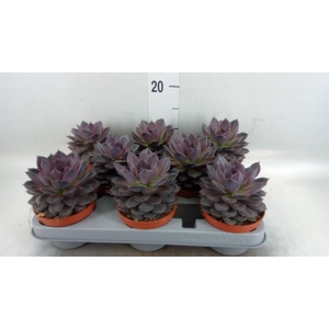 Echeveria   ...