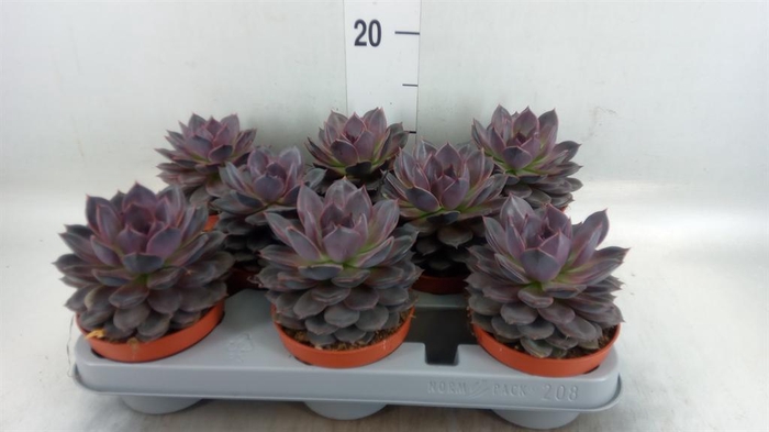 <h4>Echeveria   ...</h4>