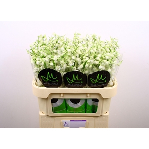 Delph En Be An White