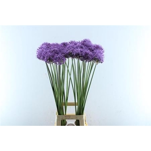 Allium Stratos