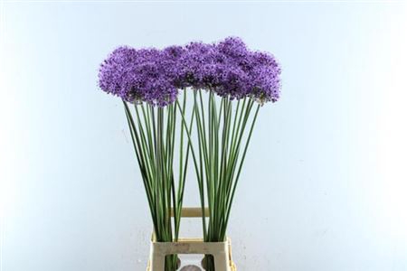 <h4>Allium Stratos</h4>