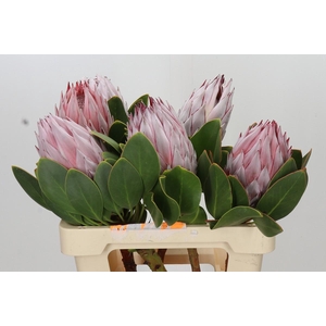 Protea Cynaroides
