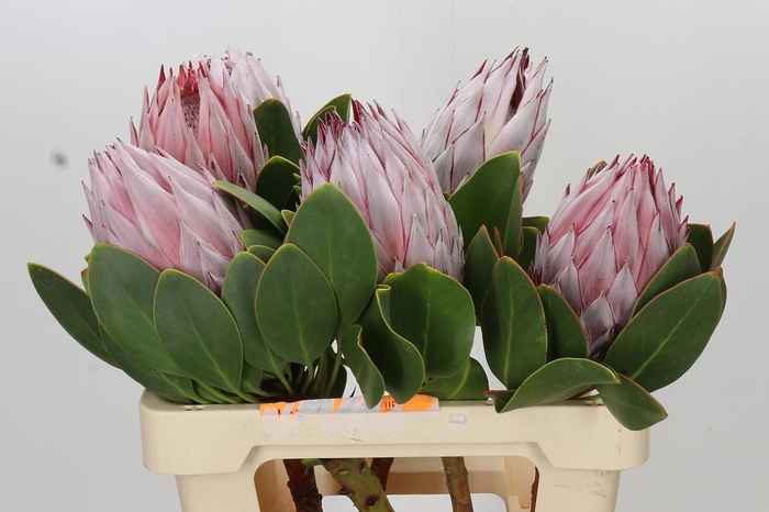 <h4>Protea Cynaroides</h4>