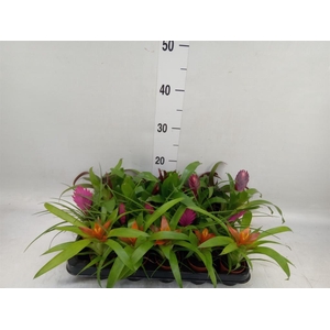 Bromelia   ...mix