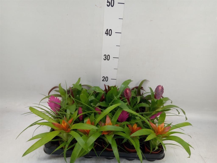 <h4>Bromelia   ...mix</h4>