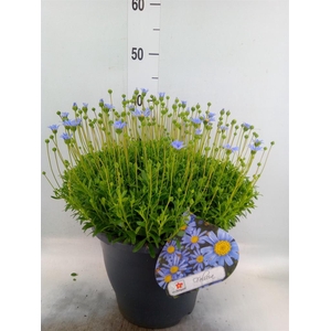 Felicia amell. 'Felicitara Blue'