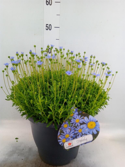 <h4>Felicia amell. 'Felicitara Blue'</h4>