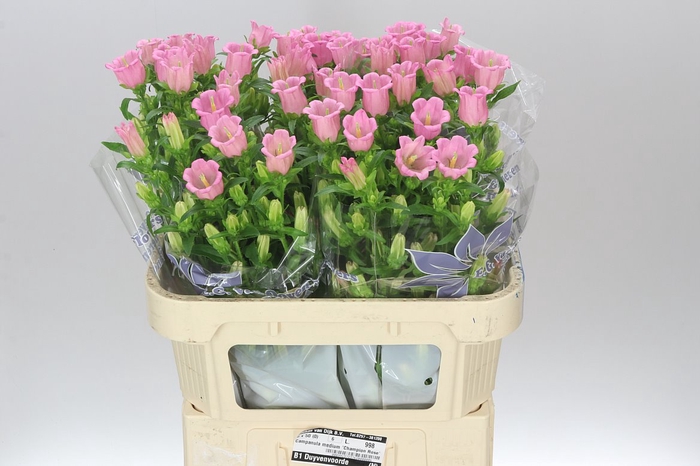 <h4>Campanula M Champ Dark Pink</h4>