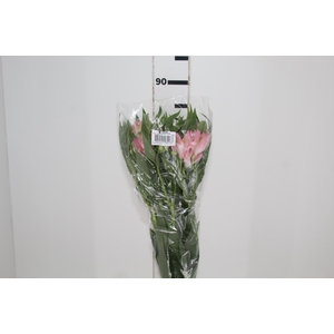 ALSTROEMERIA DUBAI 080 CM