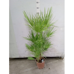 Chamaerops humilis