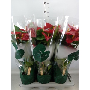 Anthurium andr. 'Nevada'