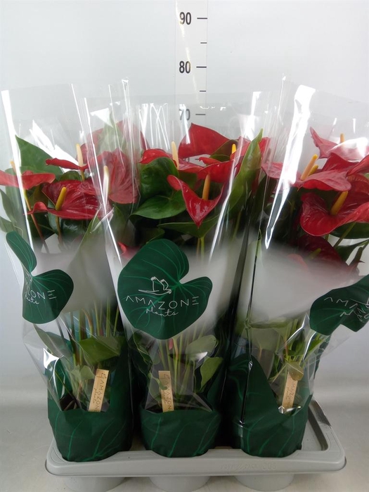 <h4>Anthurium andr. 'Nevada'</h4>