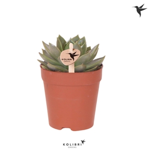 Kolibri Greens Succulenten Echeveria Algol