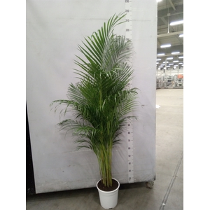Dypsis lutescens   ...Chrysalidoca