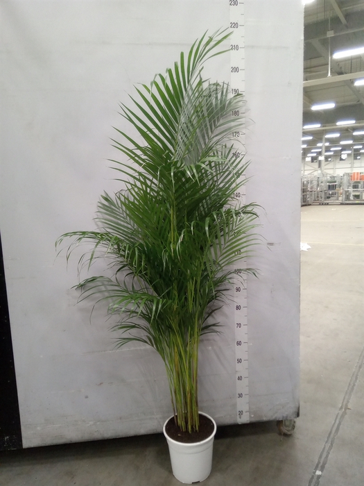 <h4>Dypsis lutescens   ...Chrysalidoca</h4>