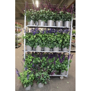 Salvia Purple Bloom 3 Klr Mixk