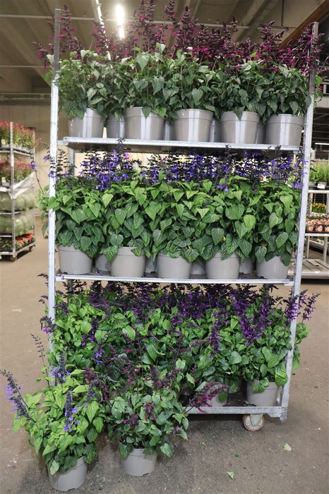 <h4>Salvia Purple Bloom 3 Klr Mixk</h4>