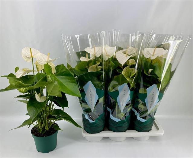 Anthurium Andreanum Samora 17Ø 65cm 5fl