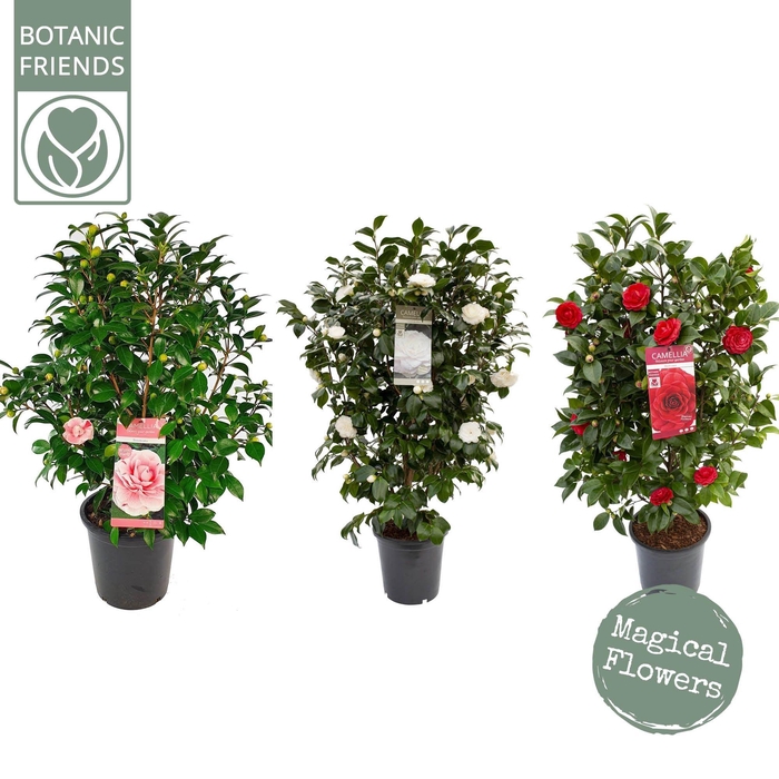 <h4>Camellia Mix</h4>