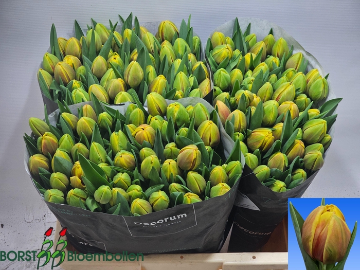 <h4>TU DU VUELTA</h4>