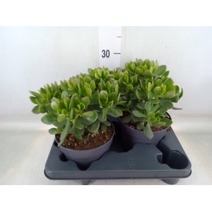 Crassula  'Minova Magic'